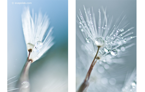 impression of dandelions, abstract